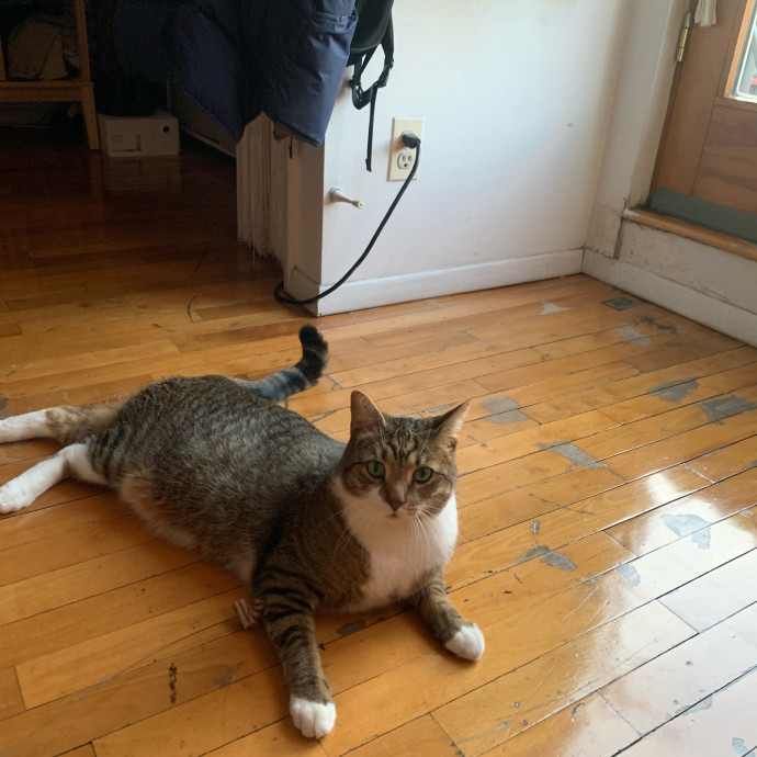 Cat Sitting By Karina - Woodside Nyc photo 2
