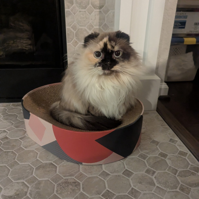 Purrfectly Pampered