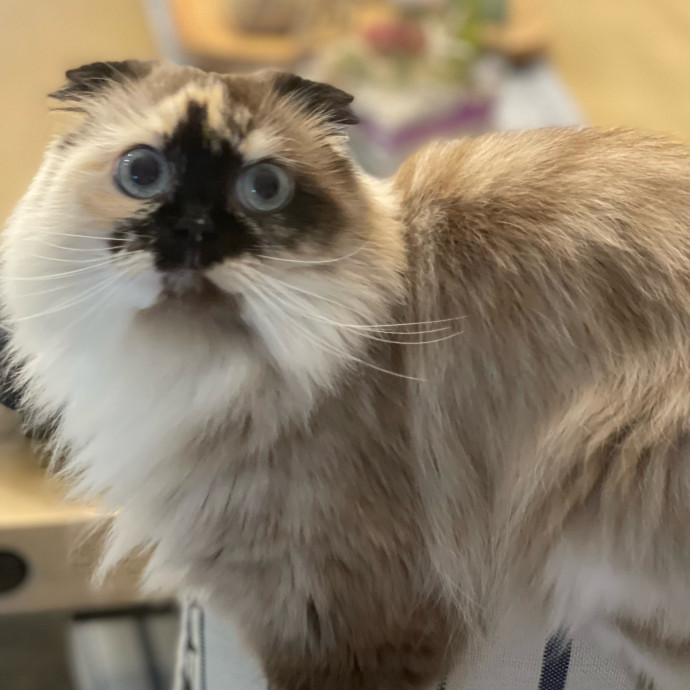 Purrfectly Pampered