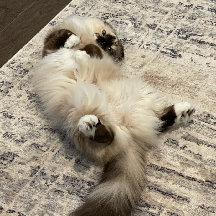 Purrfectly Pampered photo 2