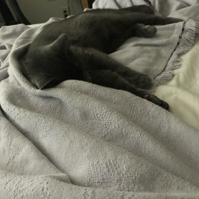 Experienced Cat Sitter photo 3
