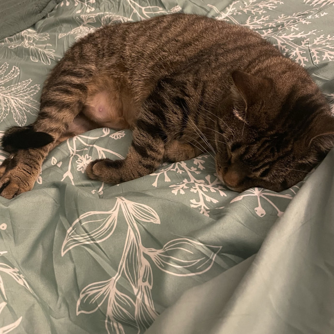 Experienced Cat Sitter photo 2