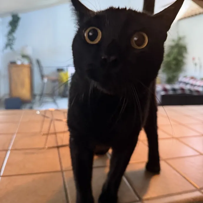 The Cat Father