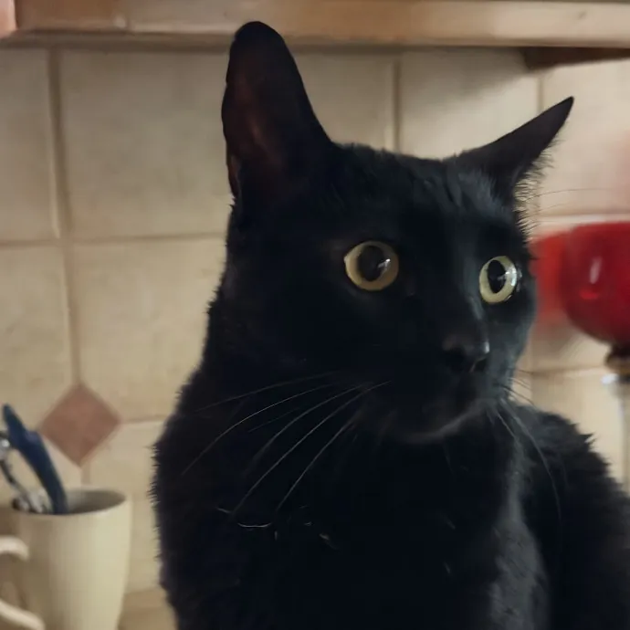 The Cat Father