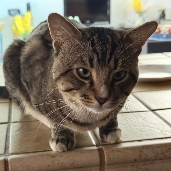 The Cat Father