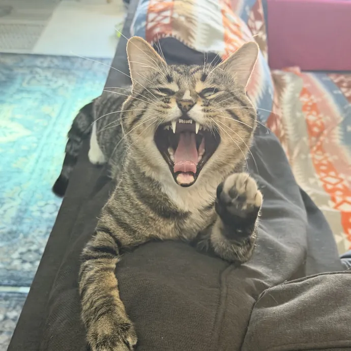 The Cat Father