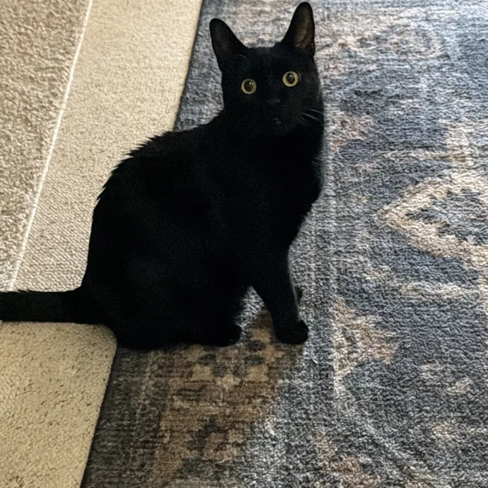The Cat Father