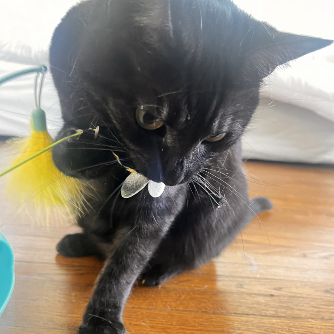 Cats Are My Friends