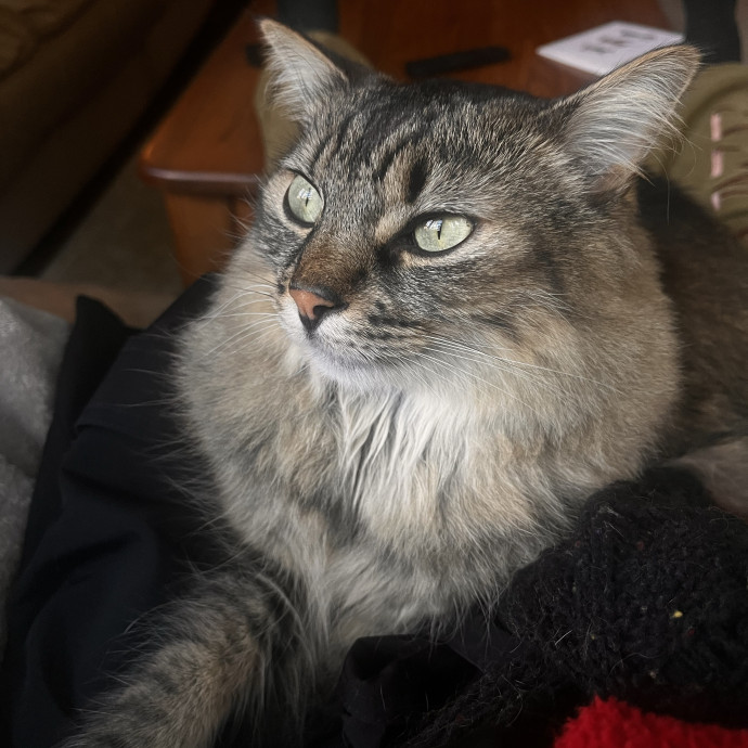 Cats Are My Friends