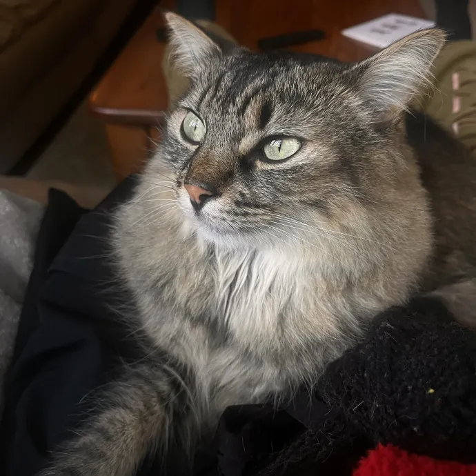 Cats Are My Friends