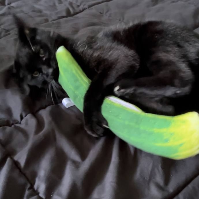 Cats Are My Friends