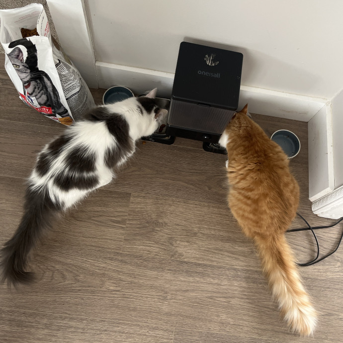 Cats Are My Friends photo 3