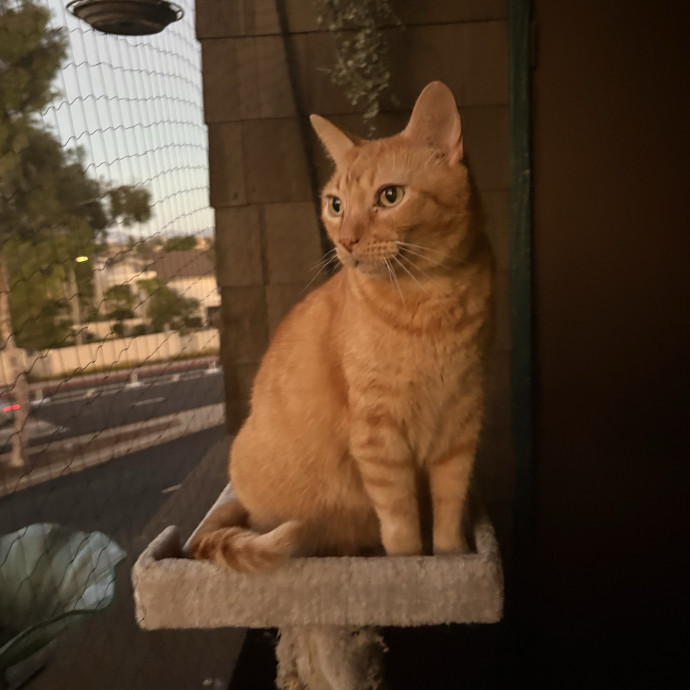 Cat Sitting With Amanda In San Diego