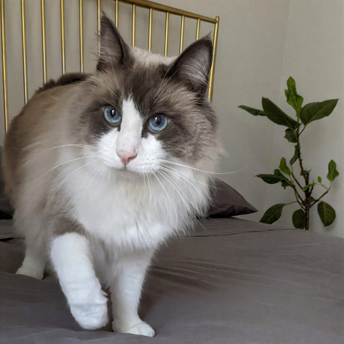 Fara The Cat Sitter