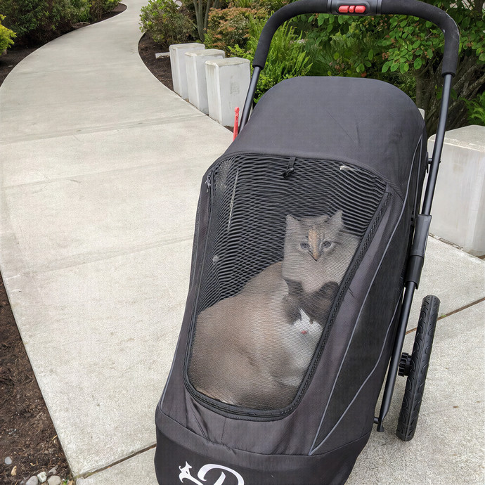 Fara The Cat Sitter photo 3