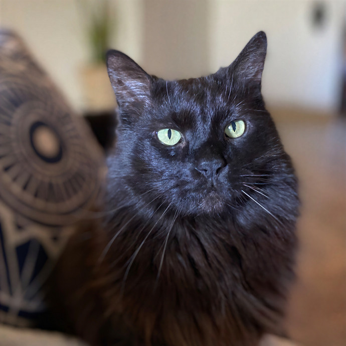 Meows With Molly