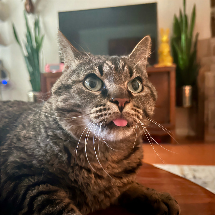 Meows With Molly