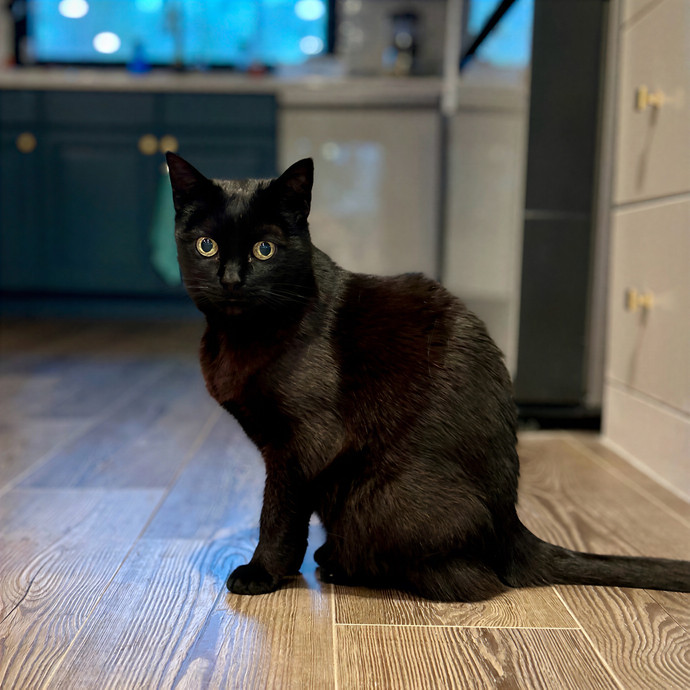 Meows With Molly