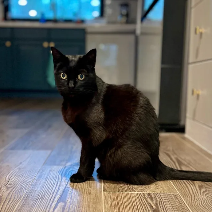 Meows With Molly