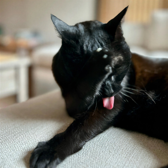 Meows With Molly
