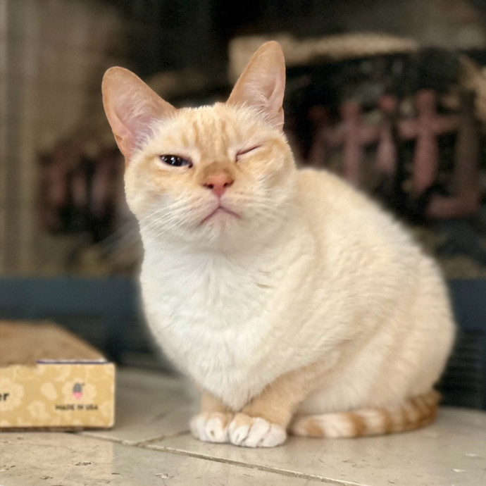 Meows With Molly