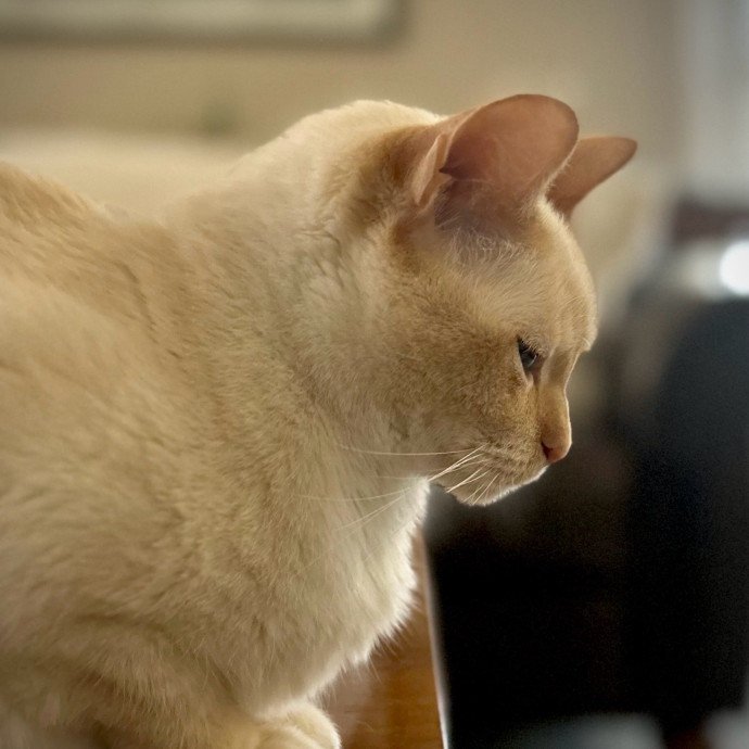 Meows With Molly