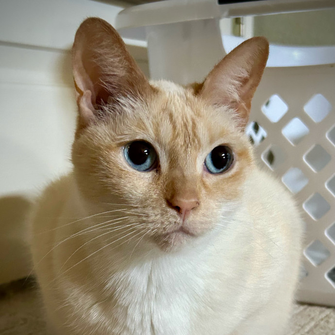 Meows With Molly