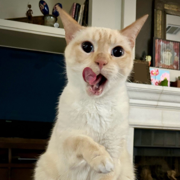 Meows With Molly