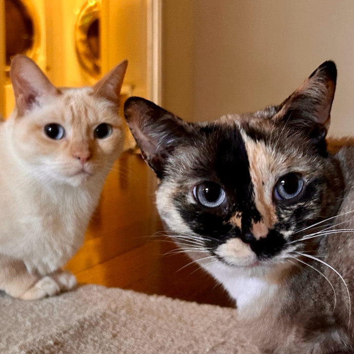 Meows With Molly