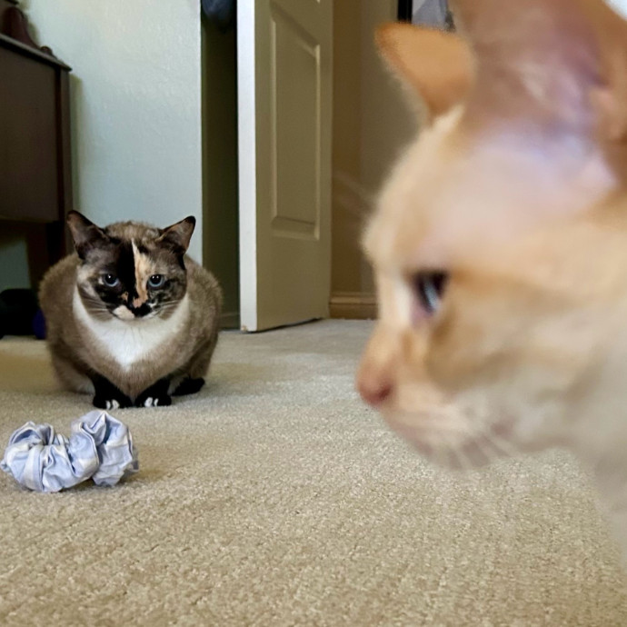 Meows With Molly