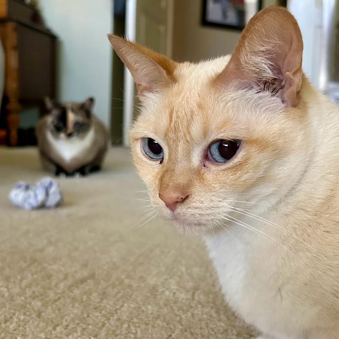 Meows With Molly
