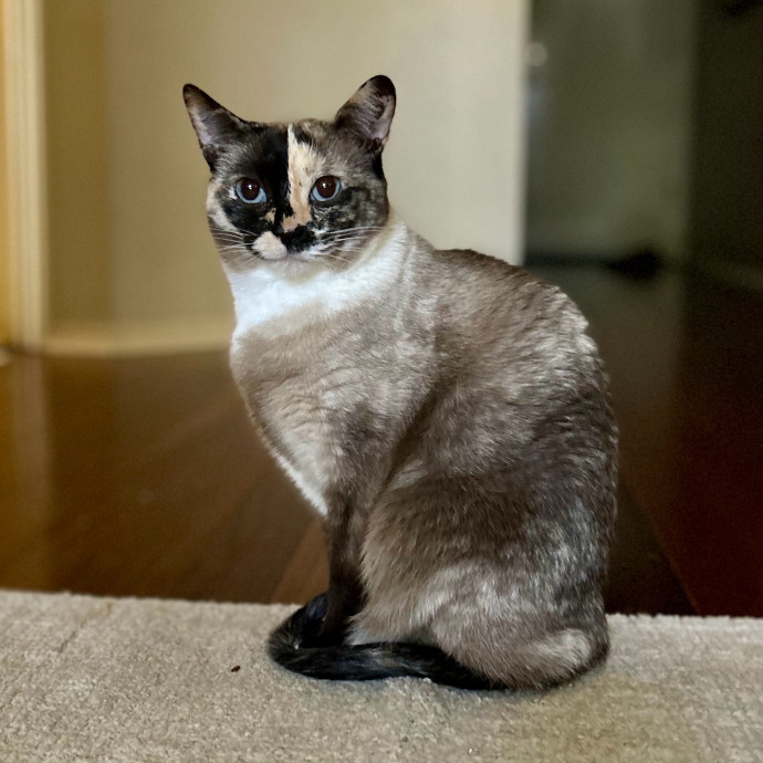 Meows With Molly