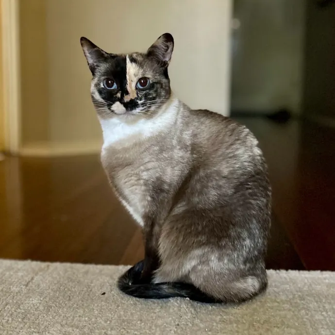Meows With Molly