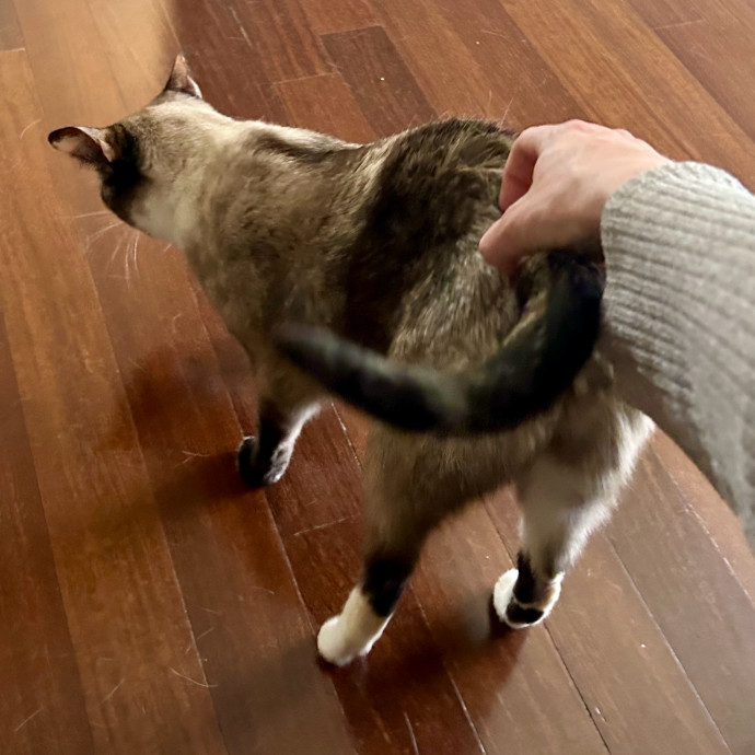 Meows With Molly