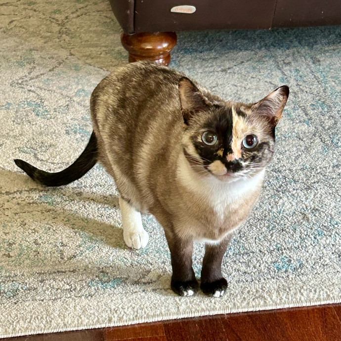 Meows With Molly
