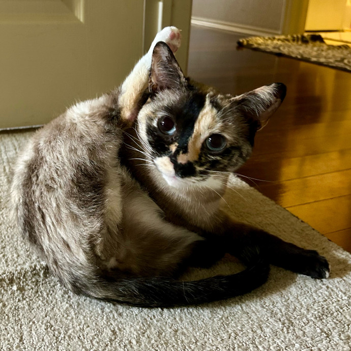 Meows With Molly