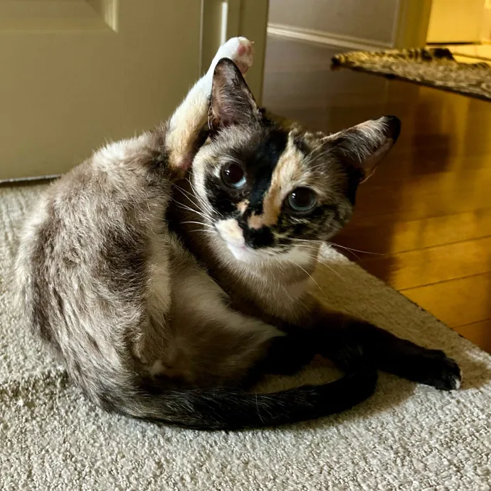Meows With Molly