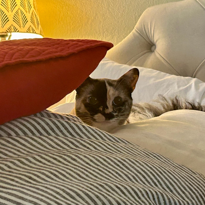 Meows With Molly