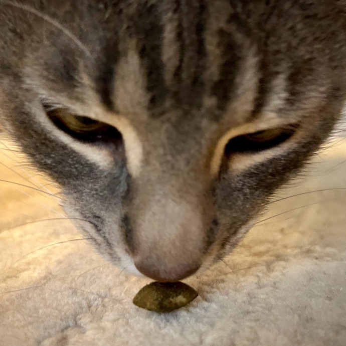 Meows With Molly