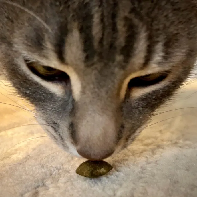 Meows With Molly