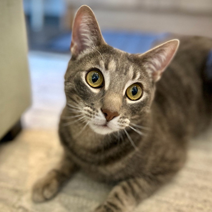 Meows With Molly
