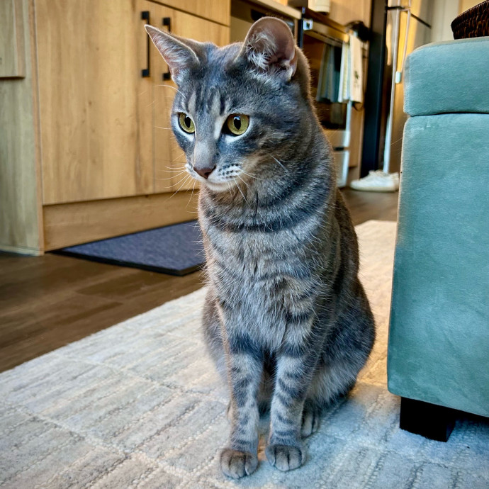 Meows With Molly