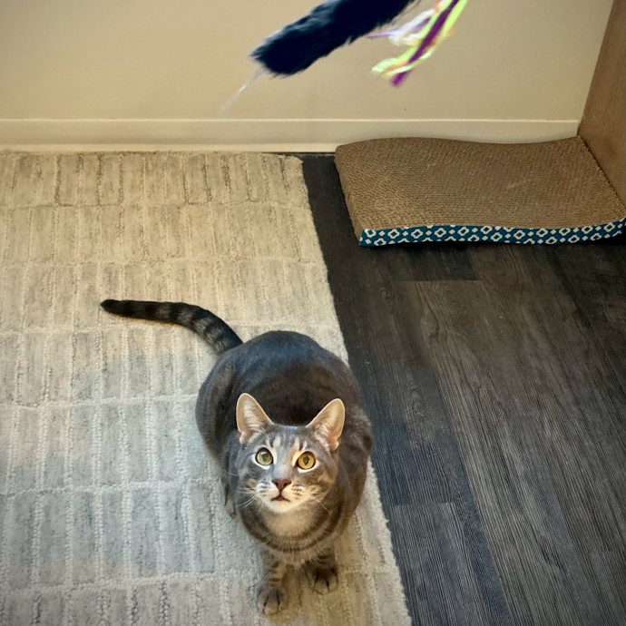 Meows With Molly