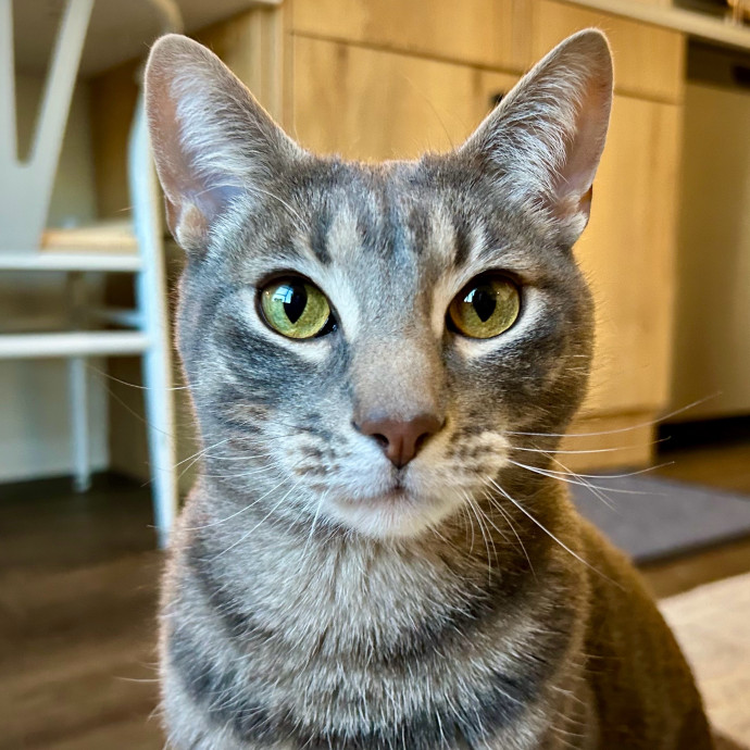 Meows With Molly