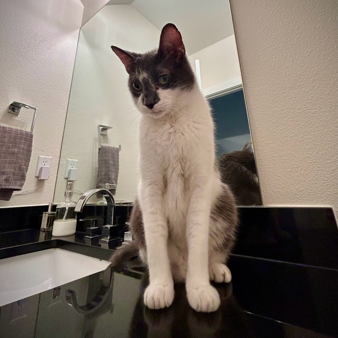 Meows With Molly