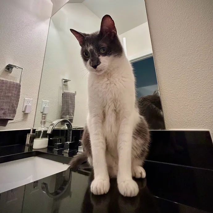 Meows With Molly