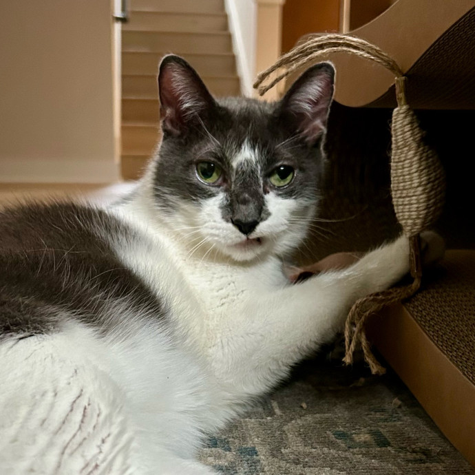 Meows With Molly