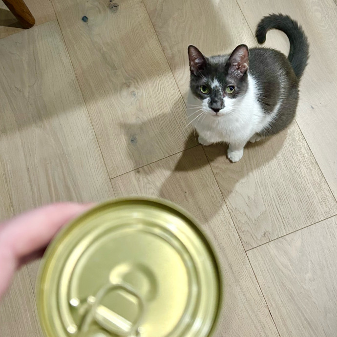 Meows With Molly
