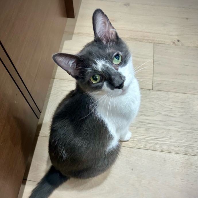 Meows With Molly