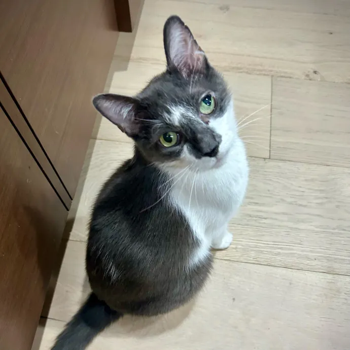 Meows With Molly